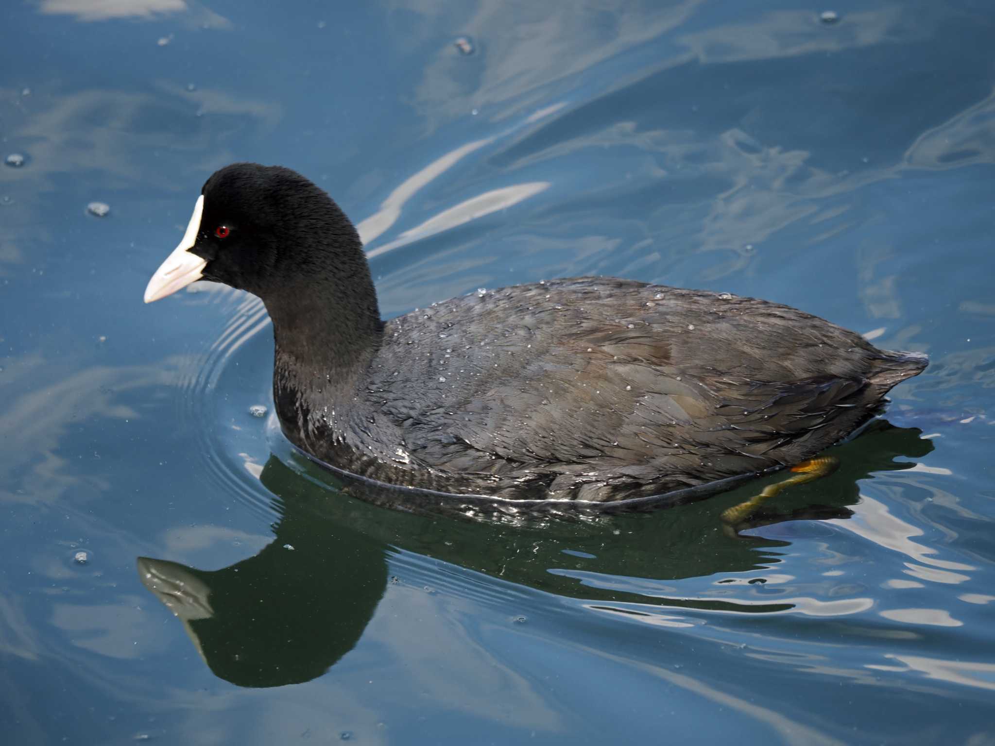 Eurasian Coot