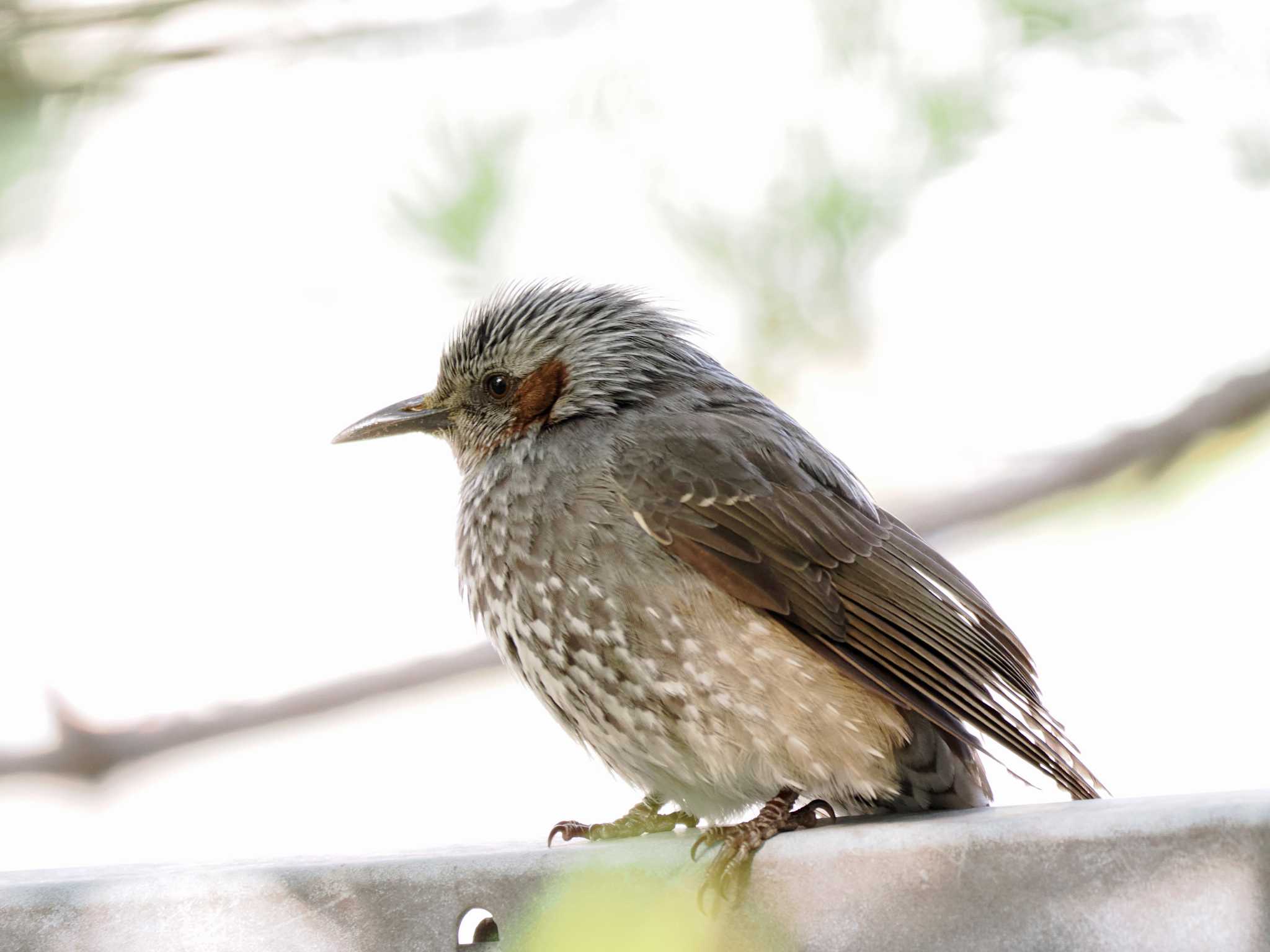 Brown-eared Bulbul