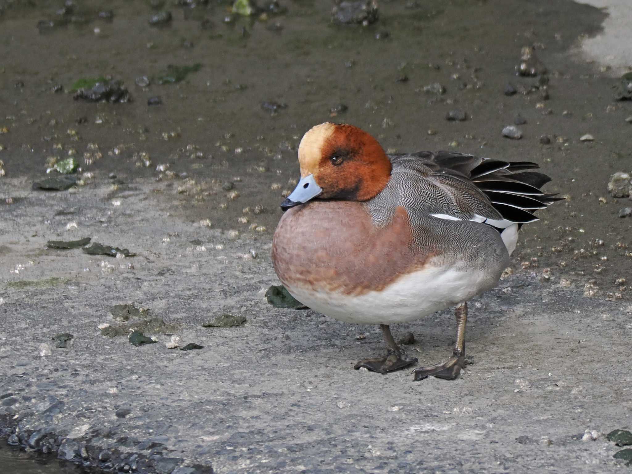 Eurasian Wigeon