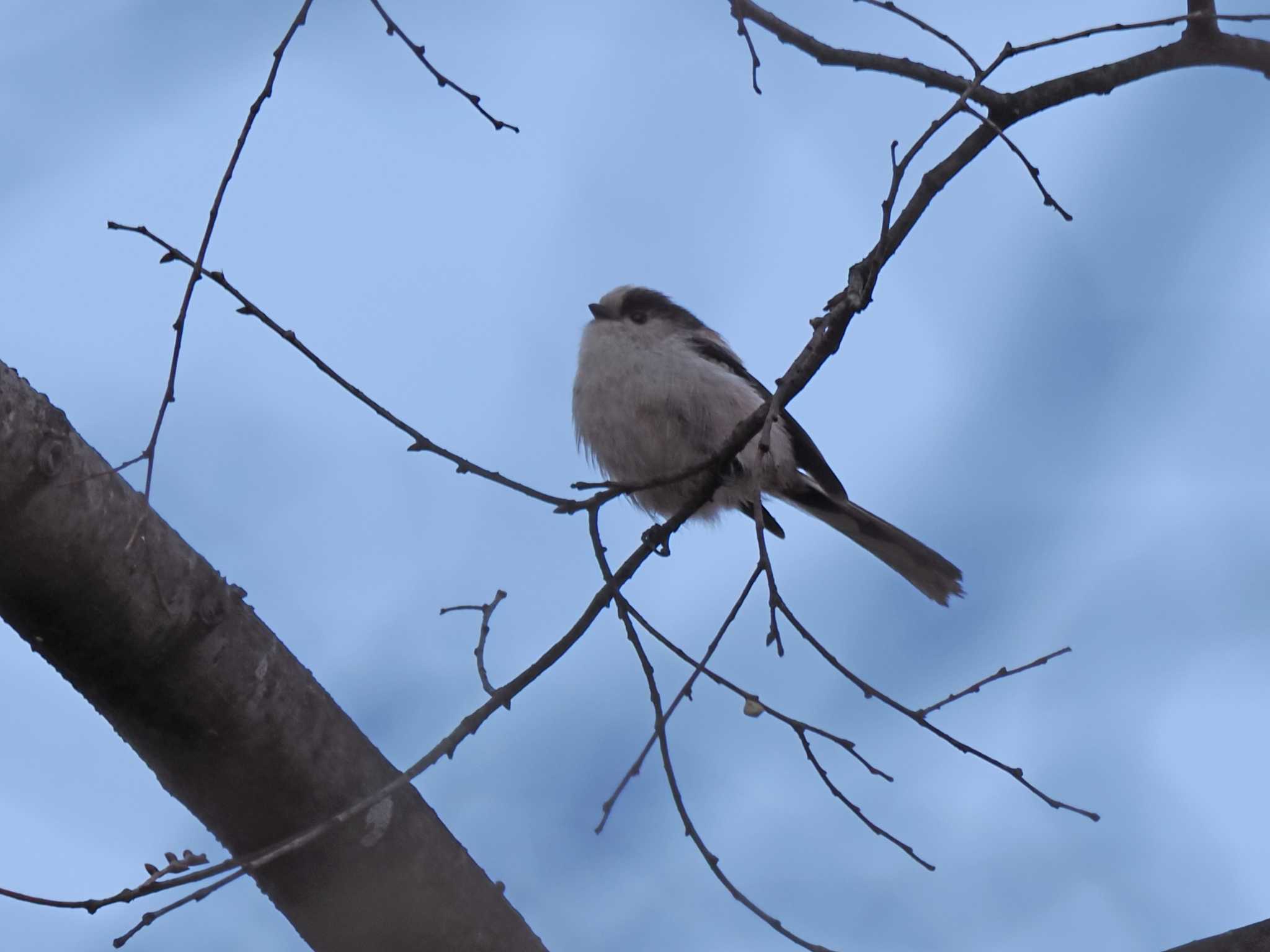 Long-tailed Tit