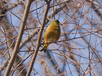 カワラヒワ 谷津干潟 2024年3月7日(木)