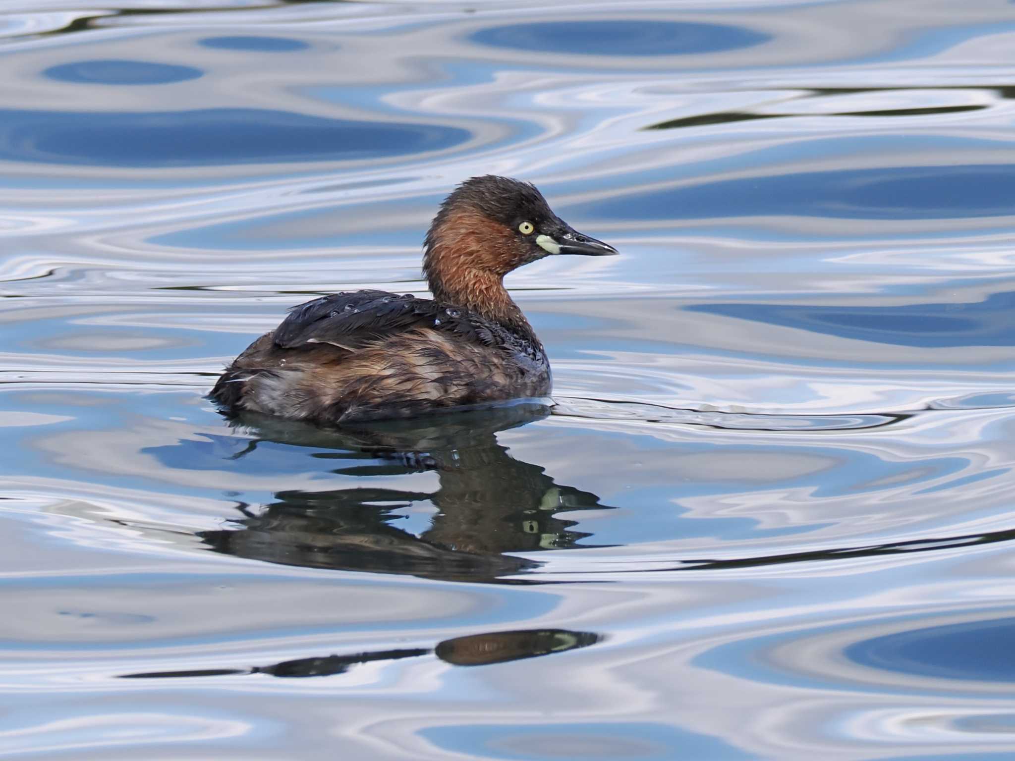 Little Grebe