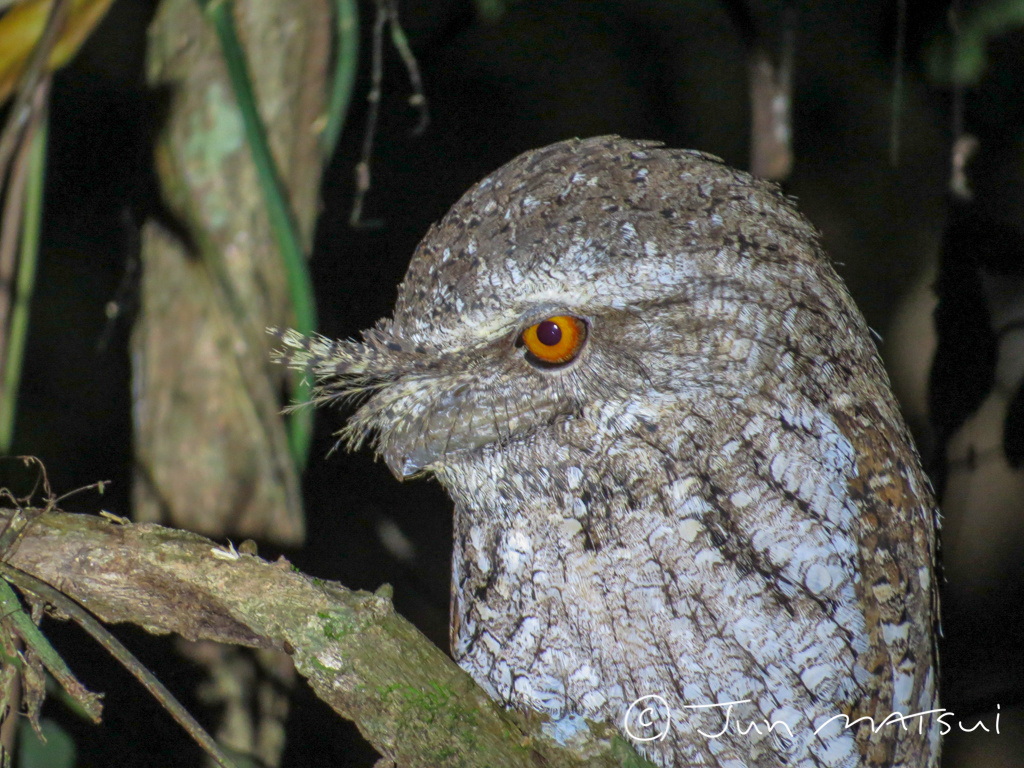 Photo of Marbled Frogmouth at オーストラリア・アイアンレンジ国立公園 by Jun Matsui