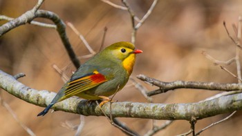 ソウシチョウ 高島市 2024年3月7日(木)