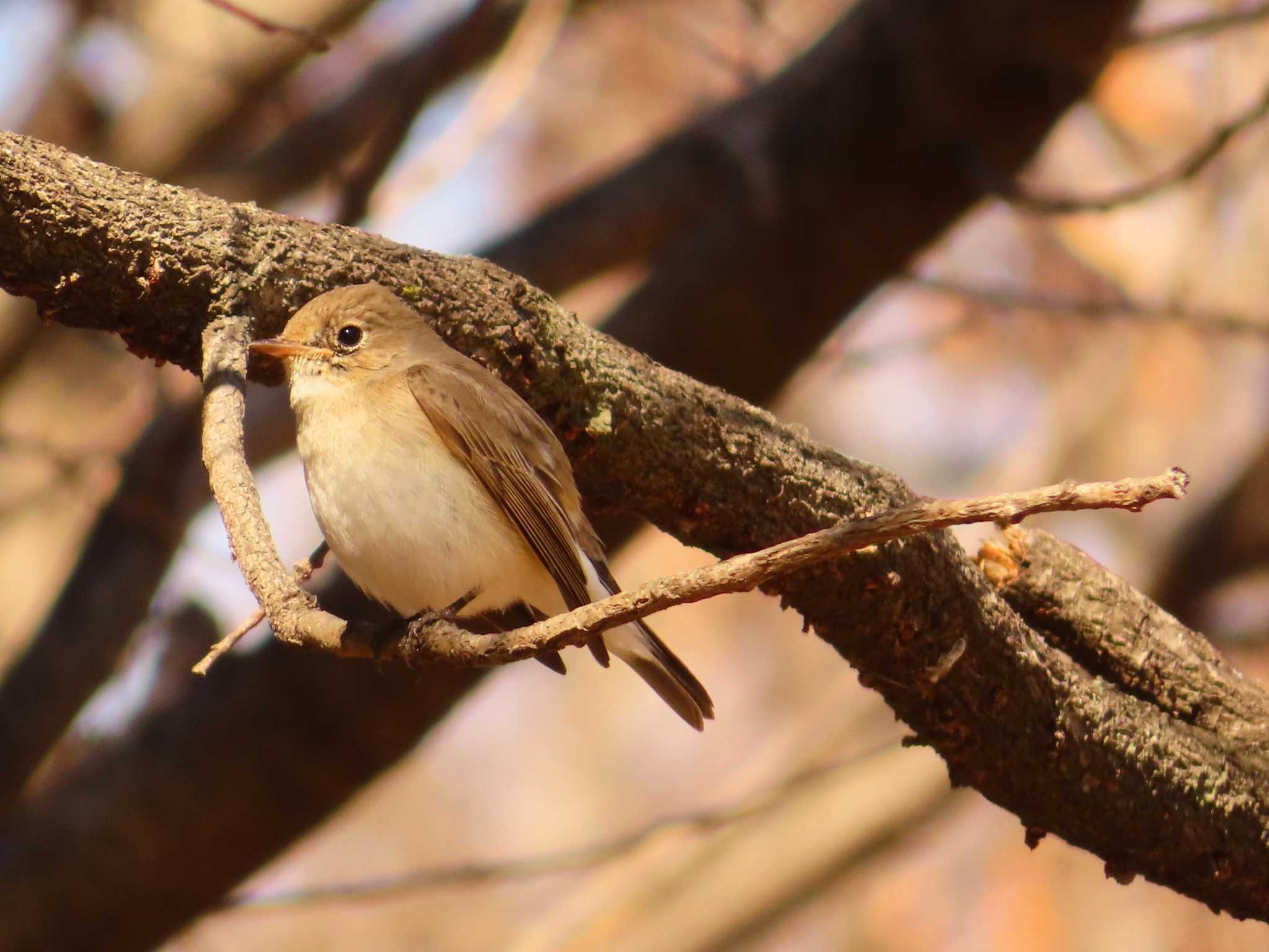 Red-breasted Flycatcher