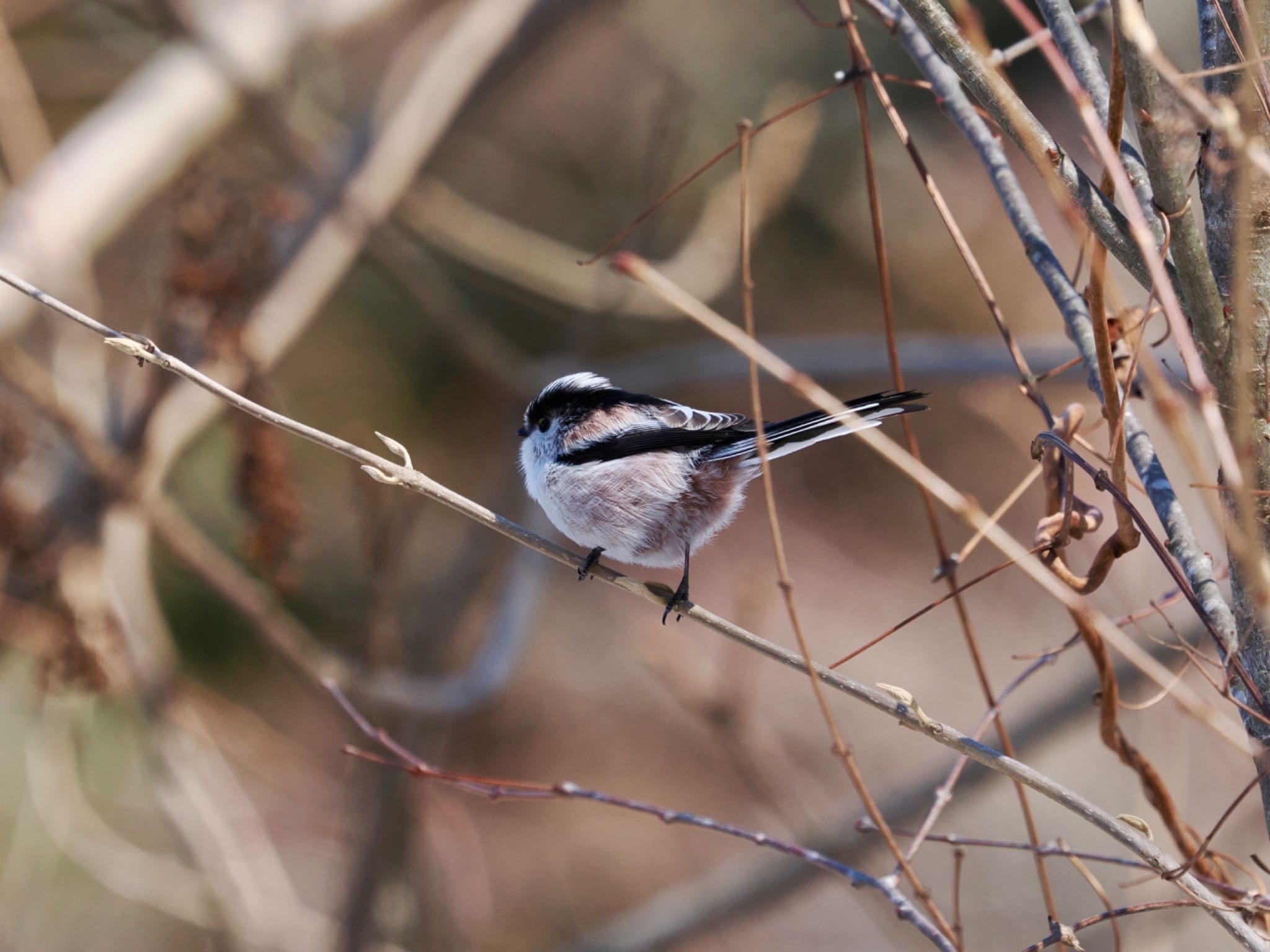 Long-tailed Tit