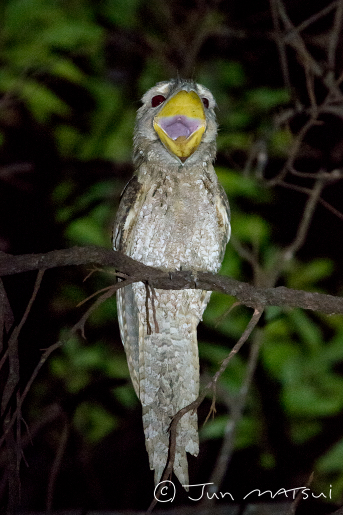 Photo of Papuan Frogmouth at オーストラリア・ケアンズ周辺 by Jun Matsui