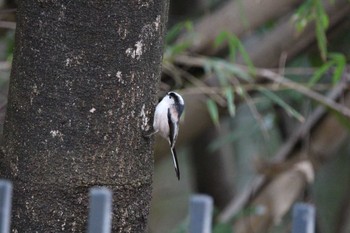 Long-tailed Tit 山田池公園 Wed, 3/6/2024