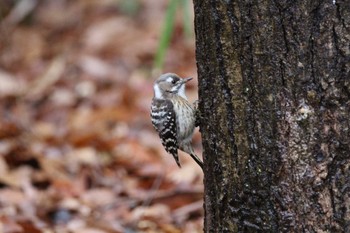 Japanese Pygmy Woodpecker 山田池公園 Wed, 3/6/2024