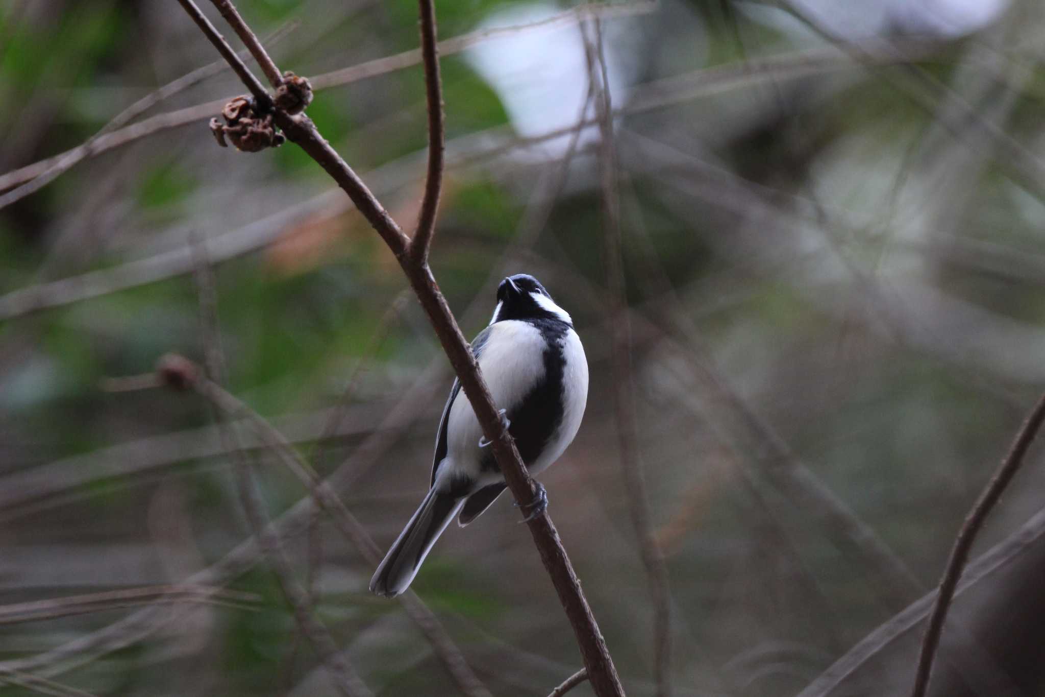 Photo of Japanese Tit at 山田池公園 by Ryoji-ji