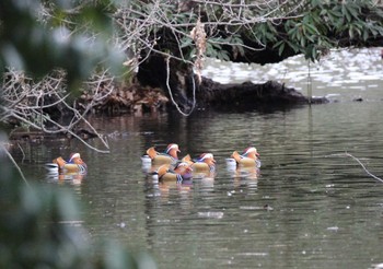 Mandarin Duck 山田池公園 Wed, 3/6/2024