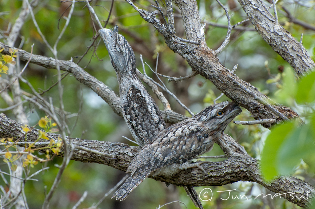 Photo of Tawny Frogmouth at オーストラリア・マリーバ周辺 by Jun Matsui