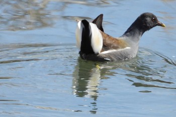 Common Moorhen 岡山百間川 Thu, 3/7/2024