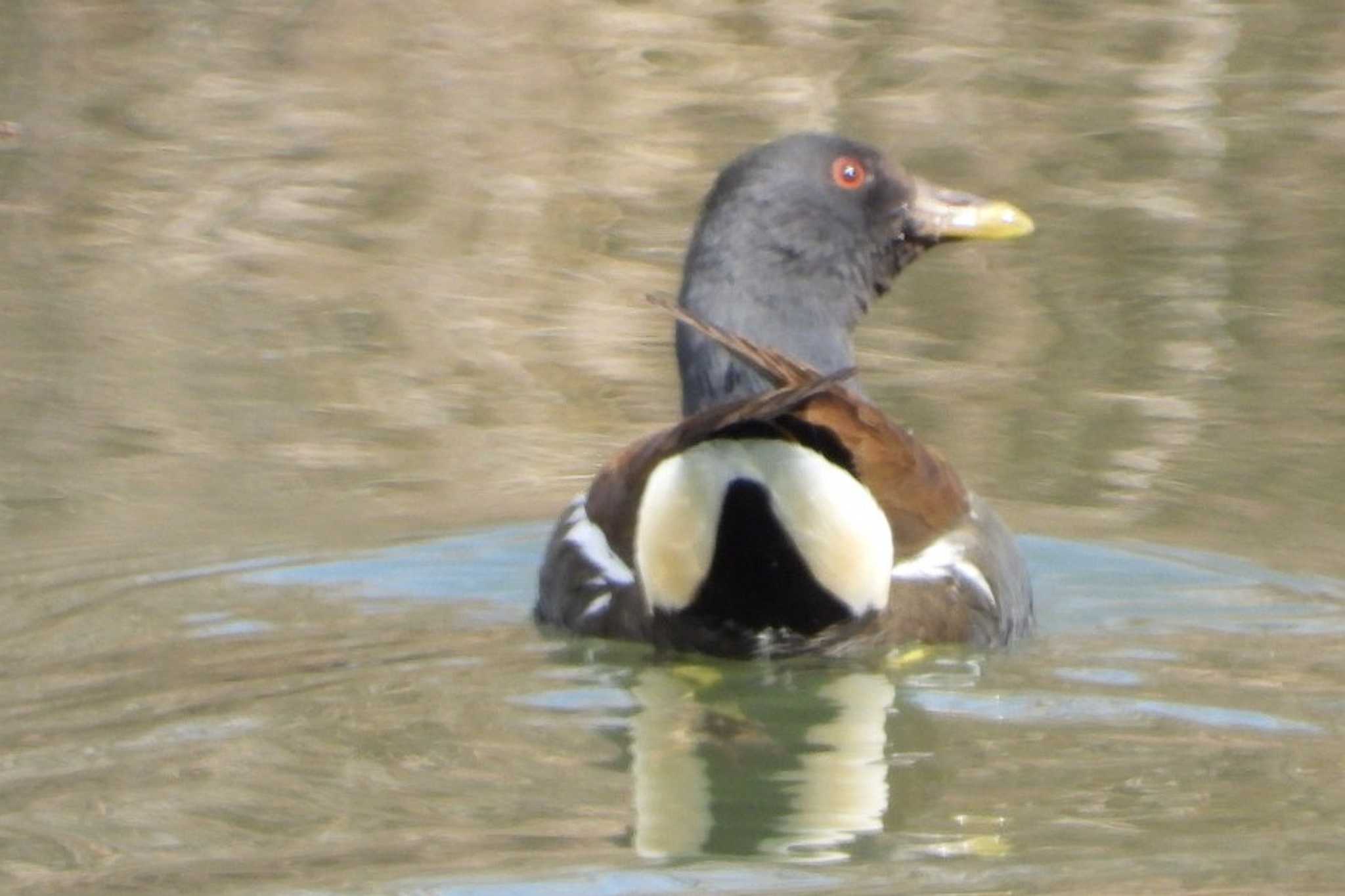 Photo of Common Moorhen at 岡山百間川 by タケ