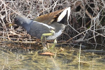 Common Moorhen 岡山百間川 Thu, 3/7/2024