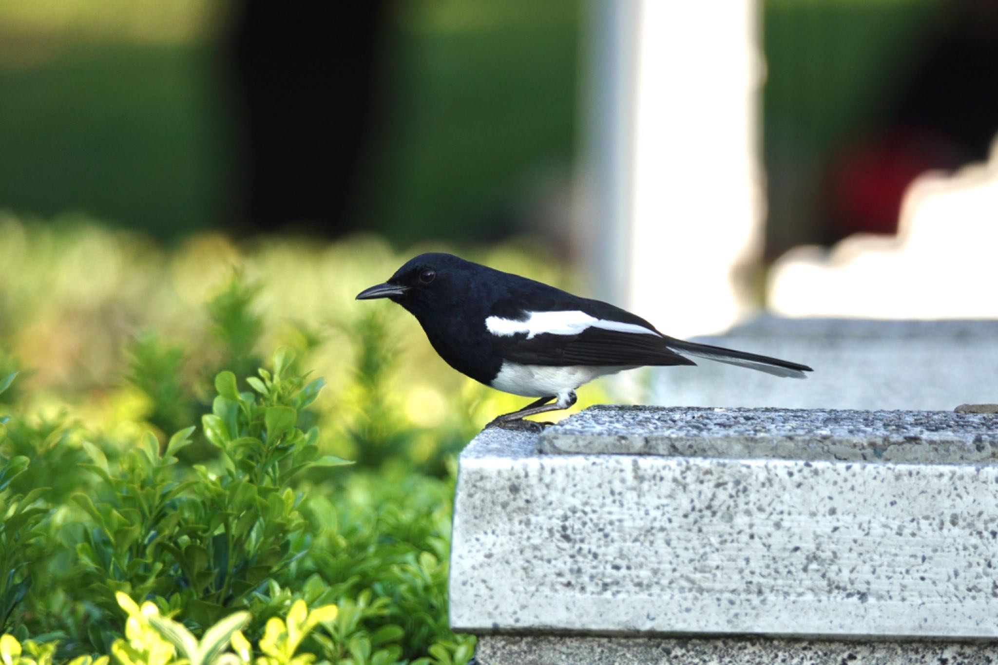 Photo of Oriental Magpie-Robin at 青年公園(台湾) by のどか