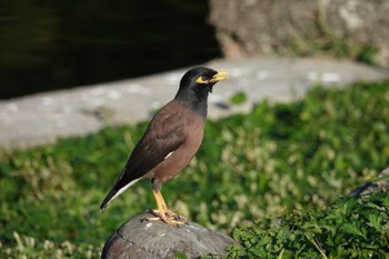 Common Myna 青年公園(台湾) Fri, 1/19/2024