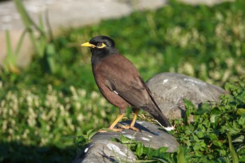 Common Myna 青年公園(台湾) Fri, 1/19/2024