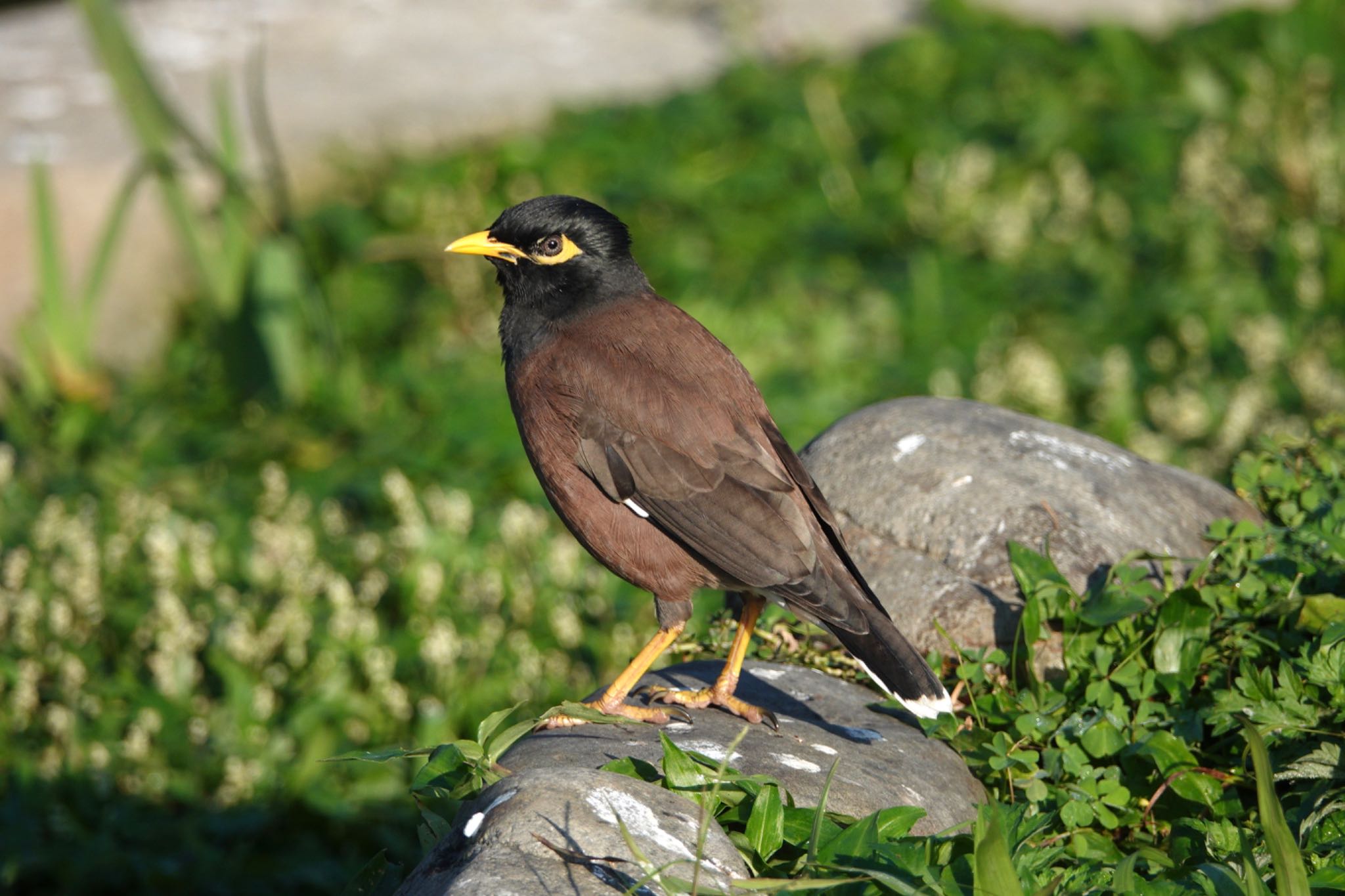 Photo of Common Myna at 青年公園(台湾) by のどか