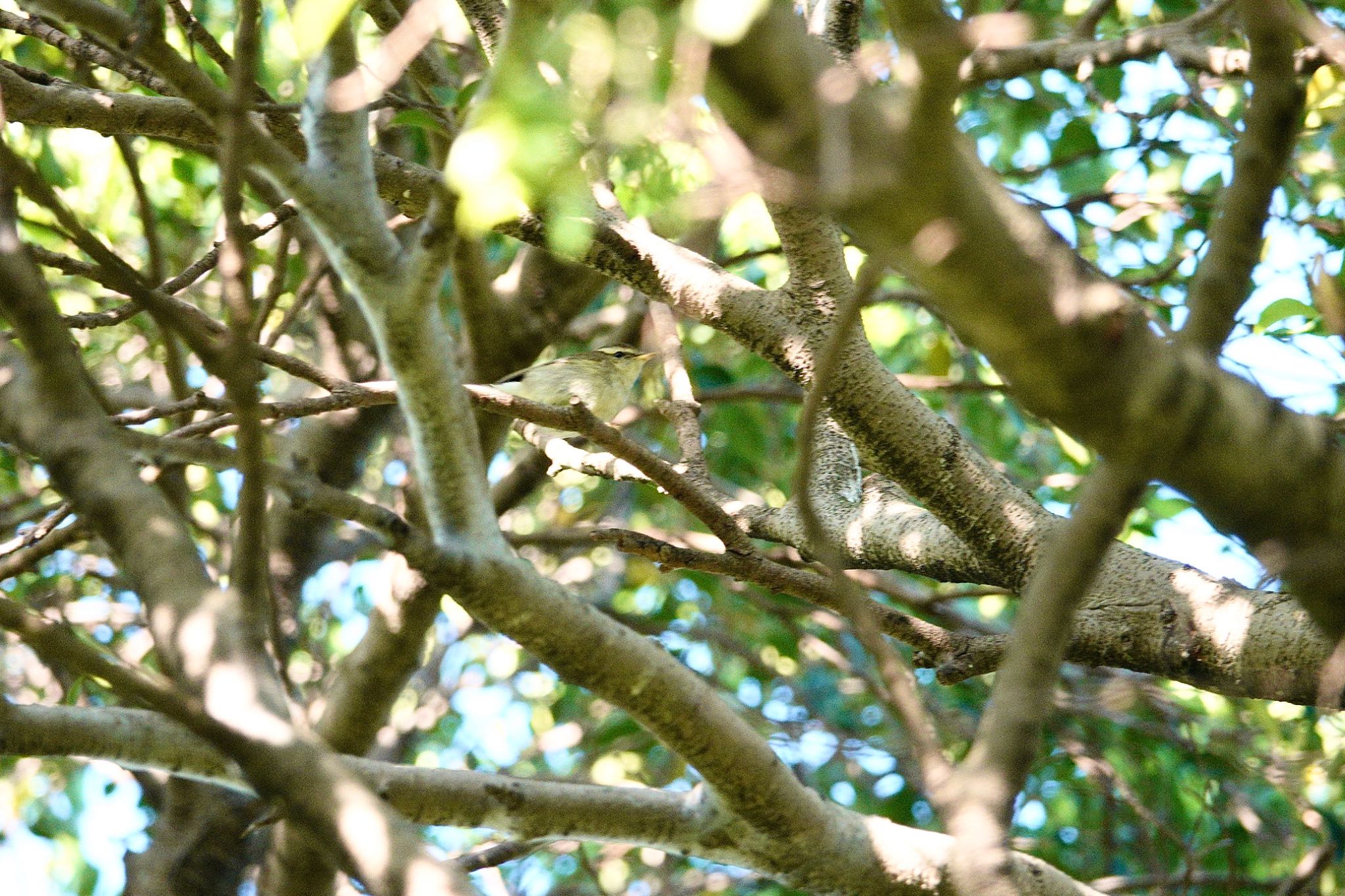 青年公園(台湾) ヤナギムシクイの写真 by のどか