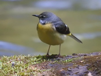 Grey Wagtail 奥入瀬渓流 Fri, 5/26/2023