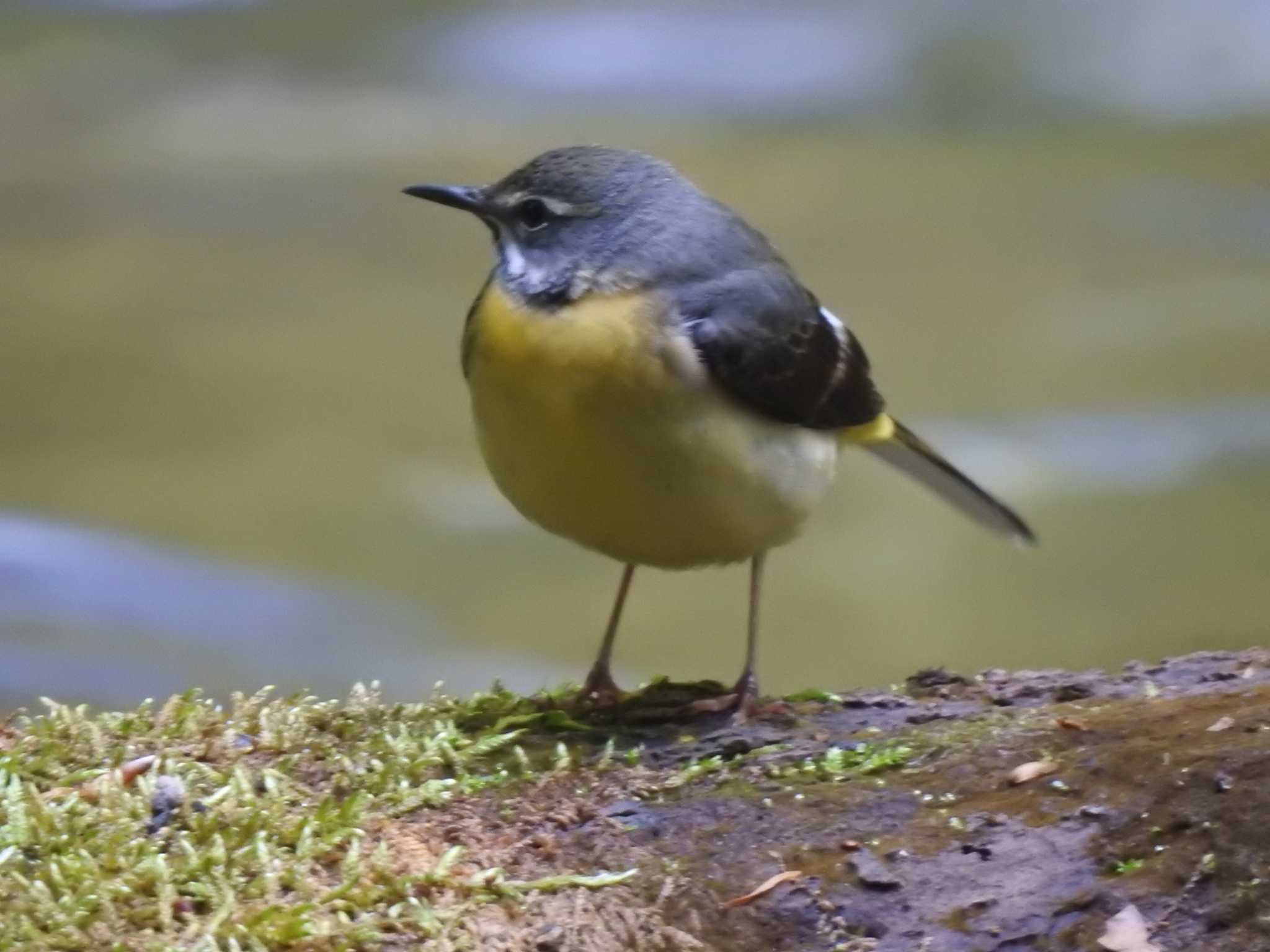 Photo of Grey Wagtail at 奥入瀬渓流 by ときちゃん（ibis）