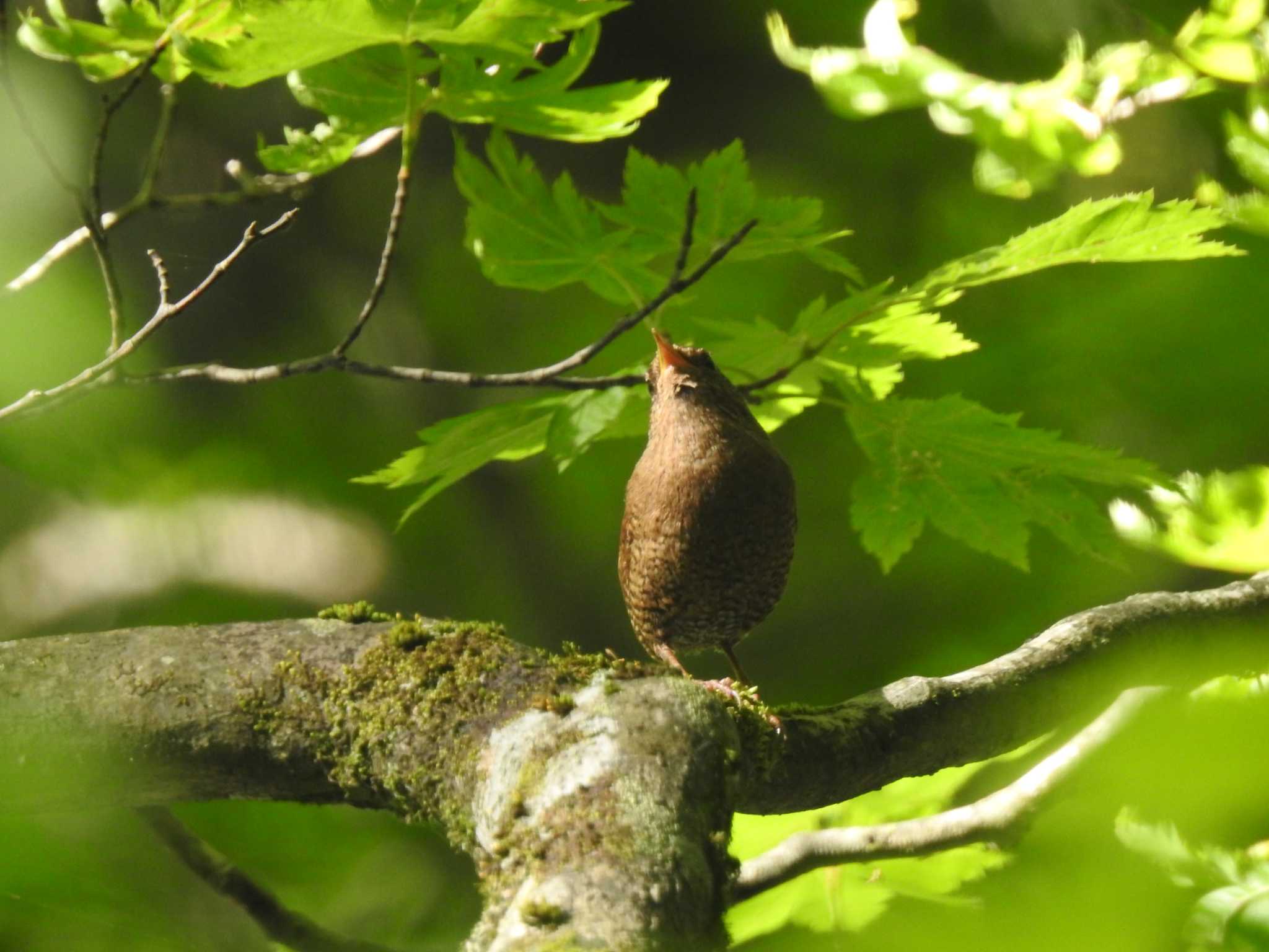 Eurasian Wren