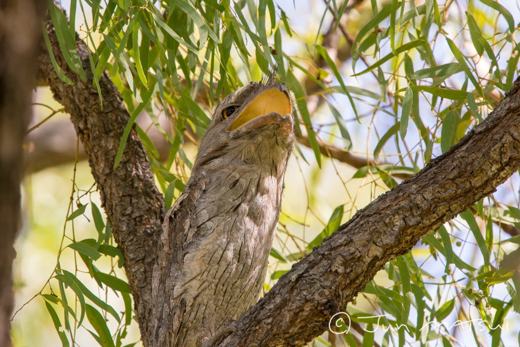 Photo of Tawny Frogmouth at オーストラリア・マリーバ周辺 by Jun Matsui