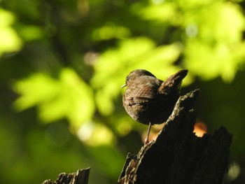 Eurasian Wren 奥入瀬渓流 Fri, 5/26/2023