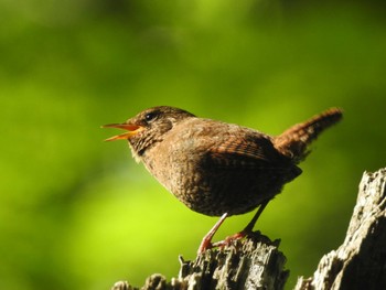 Eurasian Wren 奥入瀬渓流 Fri, 5/26/2023