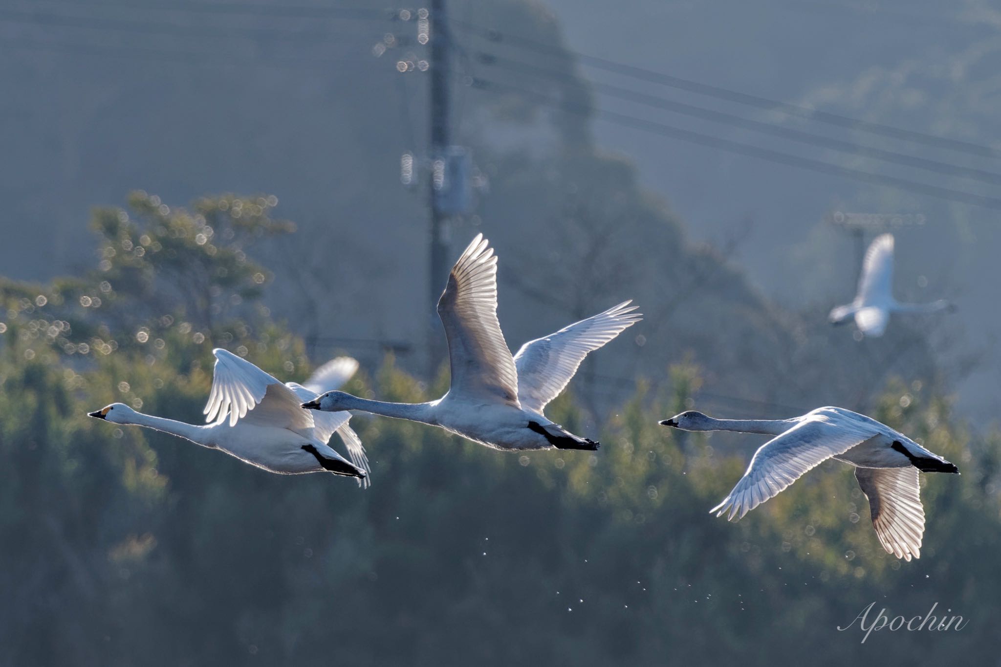 Photo of Tundra Swan at 夏目の堰 (八丁堰) by アポちん