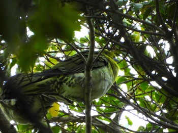 White-bellied Green Pigeon 山田池公園 Thu, 3/7/2024