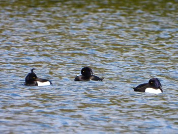 Tufted Duck 山田池公園 Thu, 3/7/2024