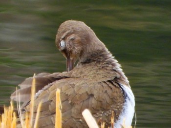 Common Sandpiper 山田池公園 Thu, 3/7/2024