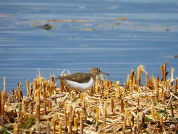 Common Sandpiper 山田池公園 Thu, 3/7/2024