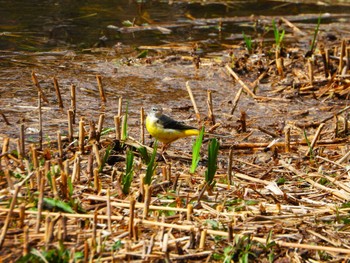 Grey Wagtail 山田池公園 Thu, 3/7/2024