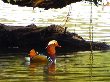 Mandarin Duck 山田池公園 Thu, 3/7/2024