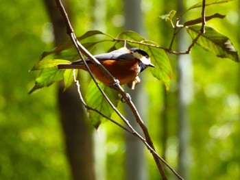 Varied Tit 山田池公園 Thu, 3/7/2024