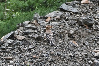 Eurasian Hoopoe Yolyn Am Fri, 8/25/2023