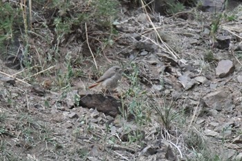 Black Redstart Yolyn Am Fri, 8/25/2023