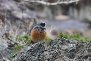 Black Redstart Yolyn Am Fri, 8/25/2023