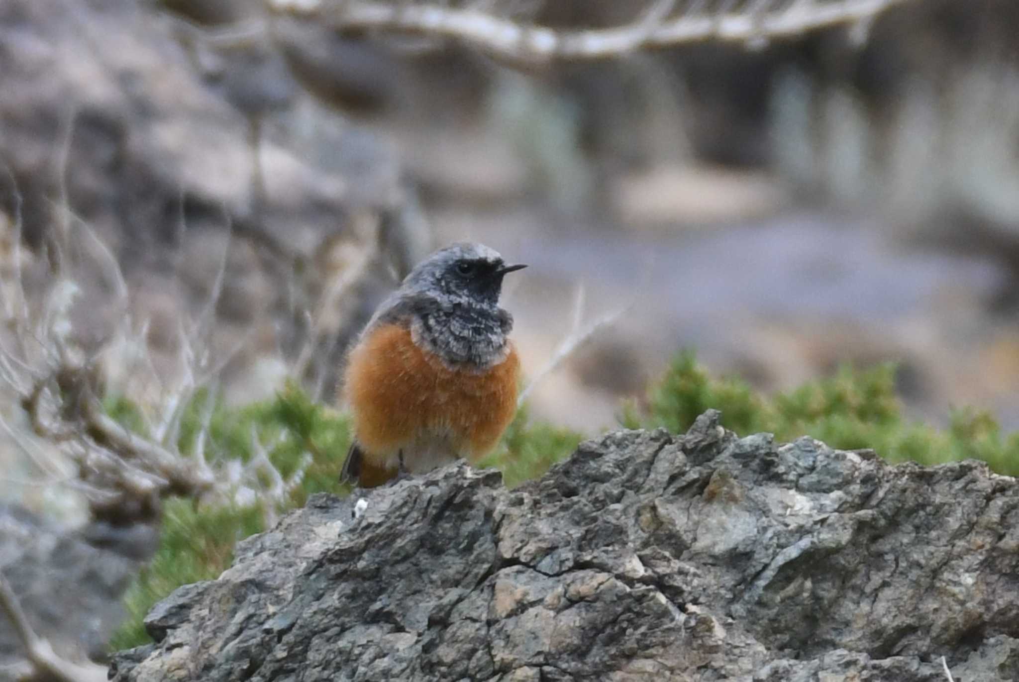 Yolyn Am クロジョウビタキの写真 by あひる