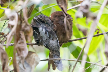 Sri Lanka Frogmouth スリランカ・Sinharaja Unknown Date