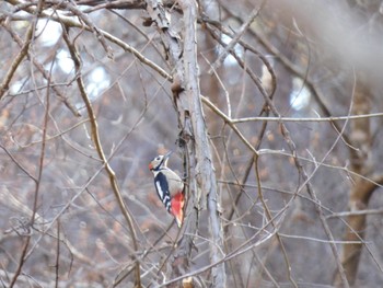 Great Spotted Woodpecker Hayatogawa Forest Road Sat, 2/3/2024