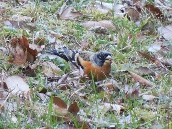 Brambling Hayatogawa Forest Road Sat, 2/3/2024