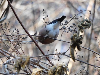 Eurasian Bullfinch(rosacea) Hayatogawa Forest Road Sat, 2/3/2024