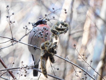 Eurasian Bullfinch(rosacea) Hayatogawa Forest Road Sat, 2/3/2024