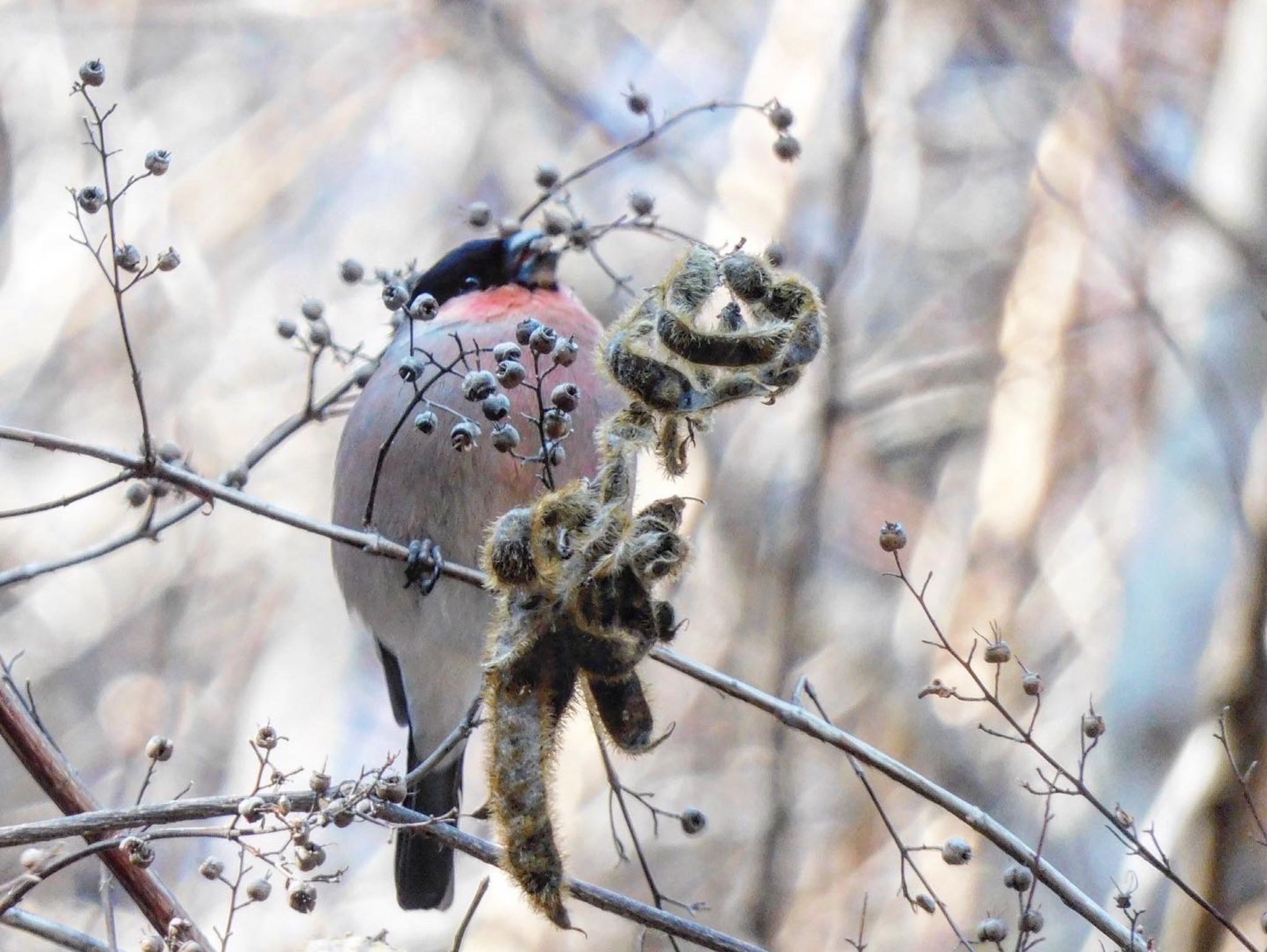 Eurasian Bullfinch(rosacea)