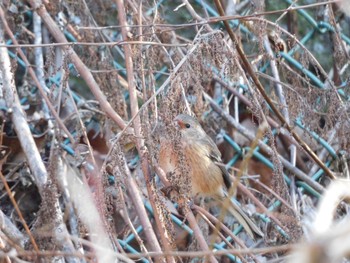 Siberian Long-tailed Rosefinch Hayatogawa Forest Road Sat, 2/3/2024