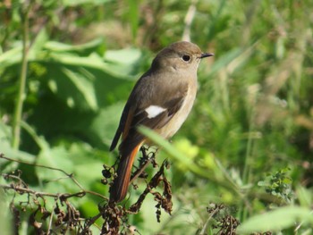 Daurian Redstart 淀川河川公園 Sun, 3/3/2024